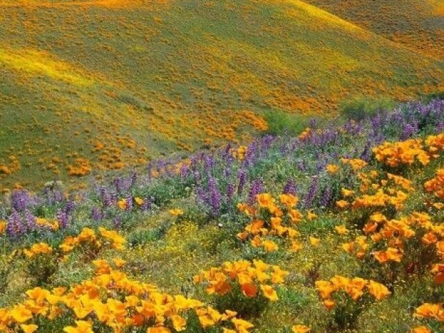Primavera