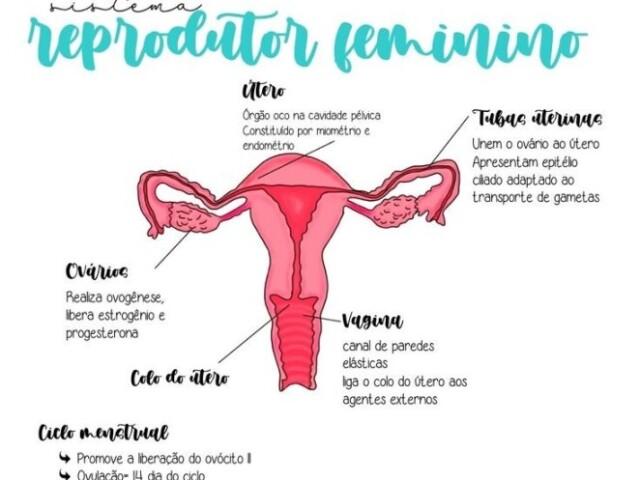 Ciências- reprodução sexual