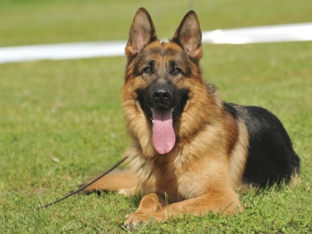 Pastor Alemão e Buldogue