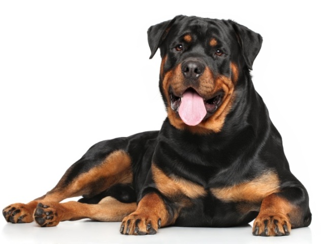 Rottweiler e Dobermann