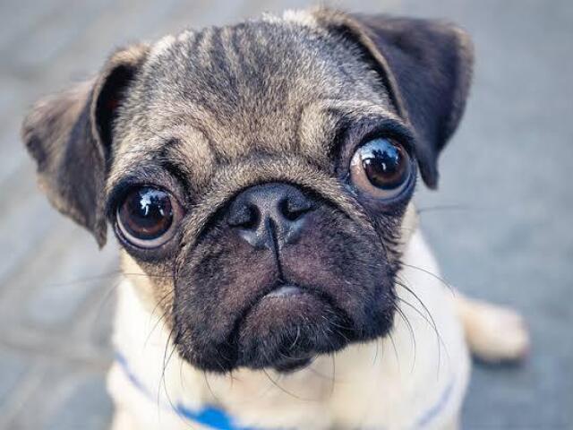 Pug, Beagle e Buldogue Francês