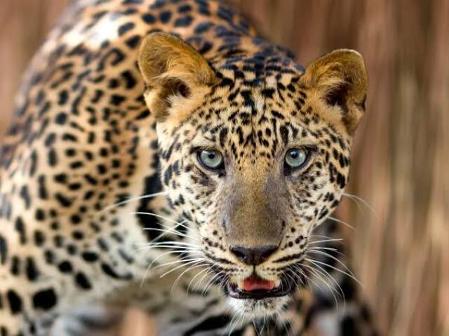 Leopardo?