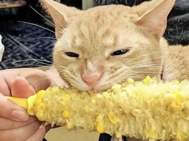 🌽