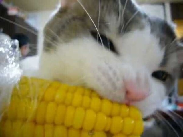 🌽