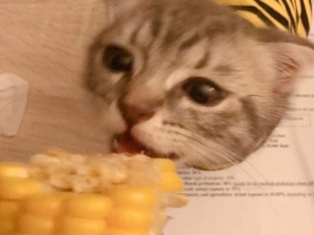 🌽