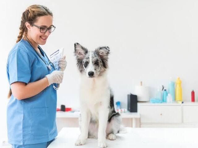 Medicina veterinária