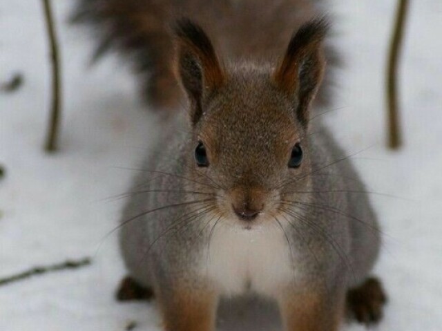 🐿️ esquilo 🤎🌻✨