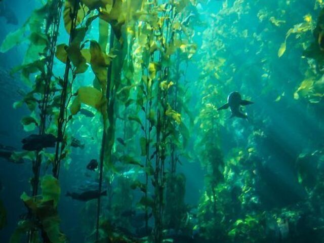 Plantas Subaquáticas: Lá você encontra diversas plantas e musgos. As espécies de criaturas marinhas são muito variáveis tem algumas agressivas mas nada que dificulte muito a moradia