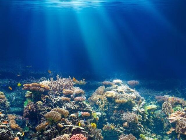 Recife de Corais: Um lugar muito bonito e colorido, rico em espécies de criaturas marinhas como corais e algas. Porém, é meio arriscado viver lá pois há visitas de humanos frequentes!