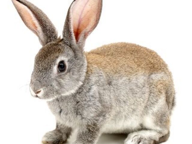 🐰