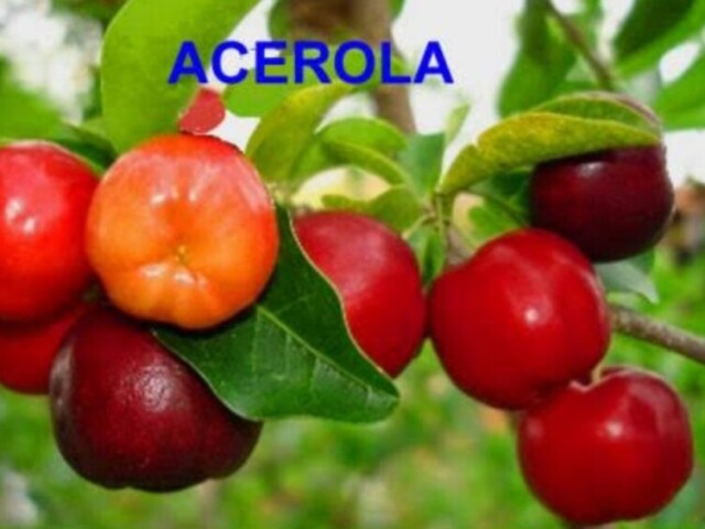 Acerola