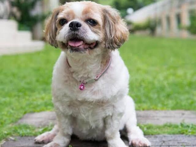 cachorro shih-tzu