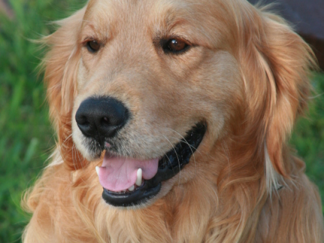 golden retriever