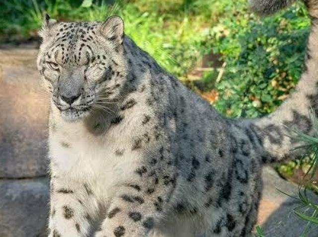 leopardo das neves