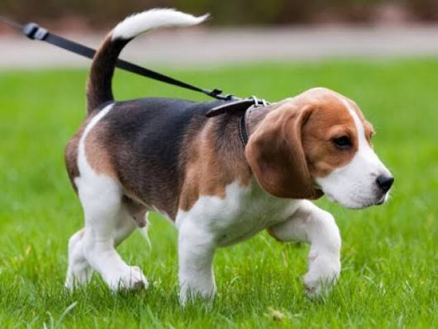 beagle