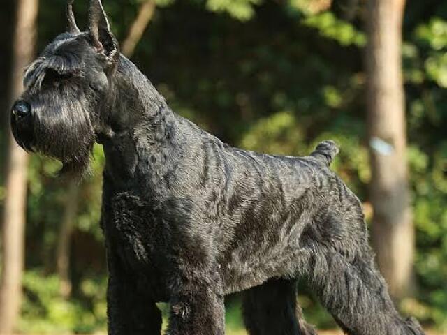 schnauzer