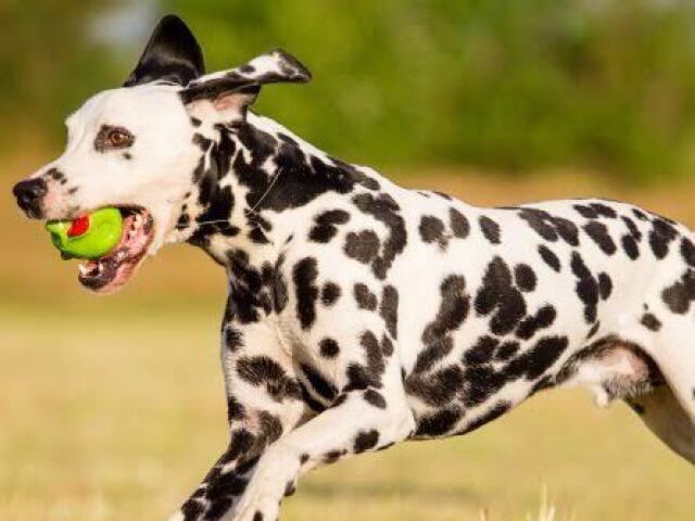 dalmata