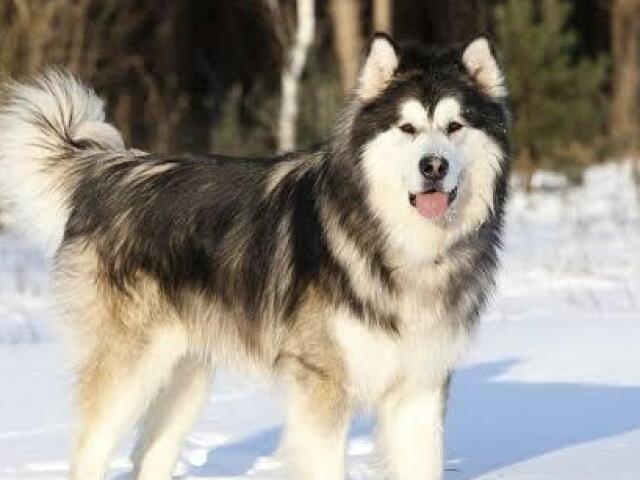 malamute do alaska