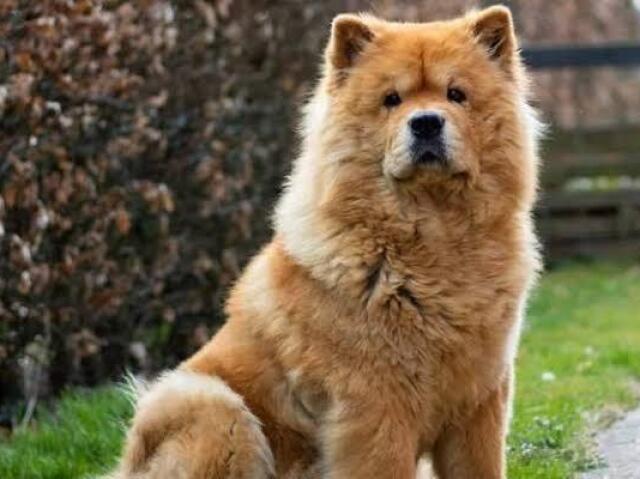 chowchow