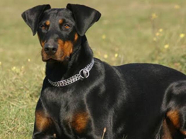 doberman