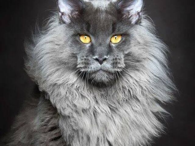 maine coon(gato gigante)