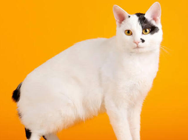 bobtail japonês (gato sem rabo)