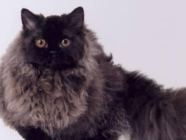 selkirk rex(gato enrolado)