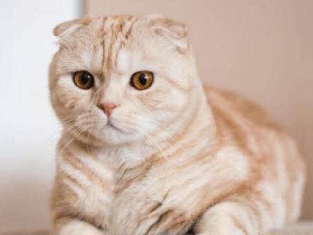 scottish fold(gato com orelha pra baixo)