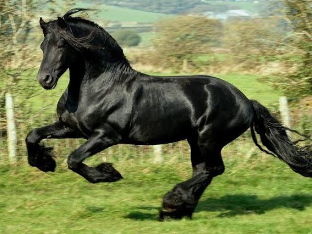 cavalo