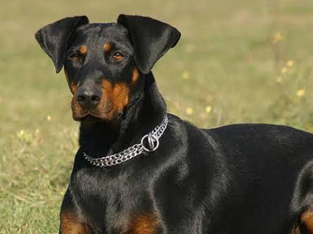 doberman