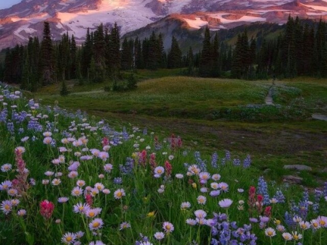 Campo de flores.