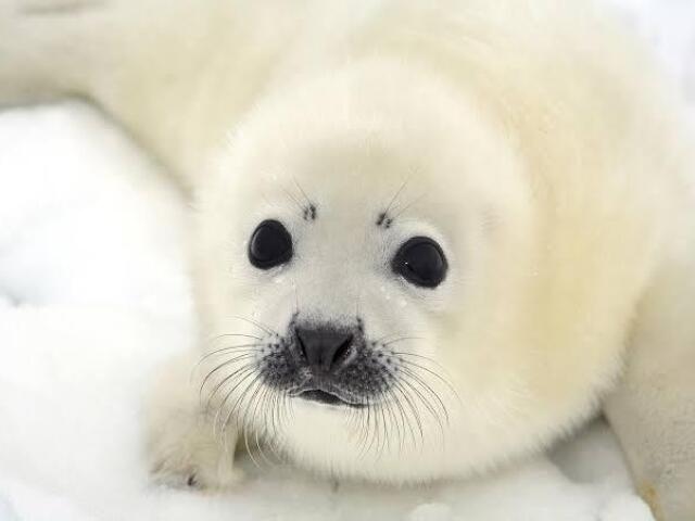 foca