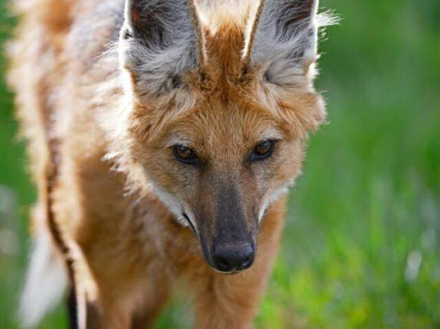 lobo guará