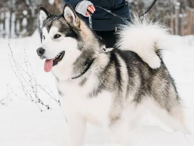 malamute do alasca