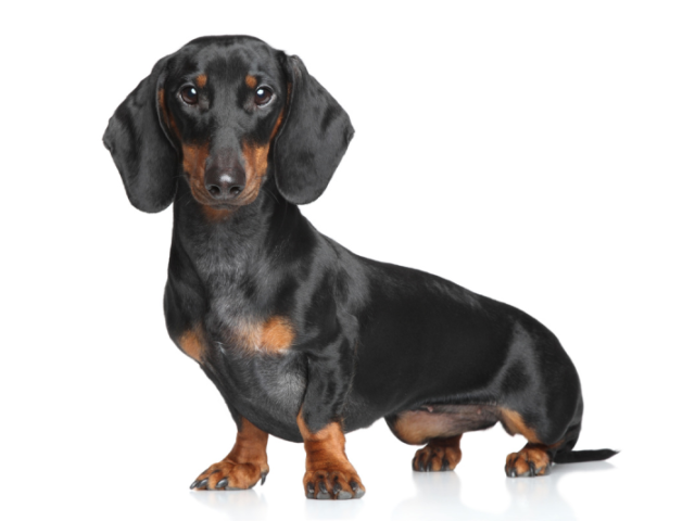 Um dachshund/cão salsicha