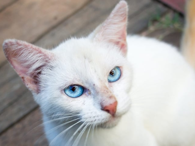 Um gato branco como a neve.