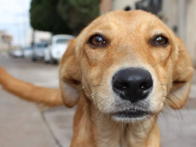 Um bloodhound/ cão caramelo