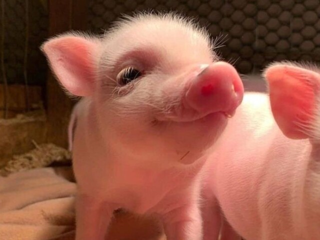 🐷