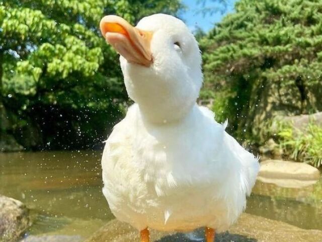 a duck