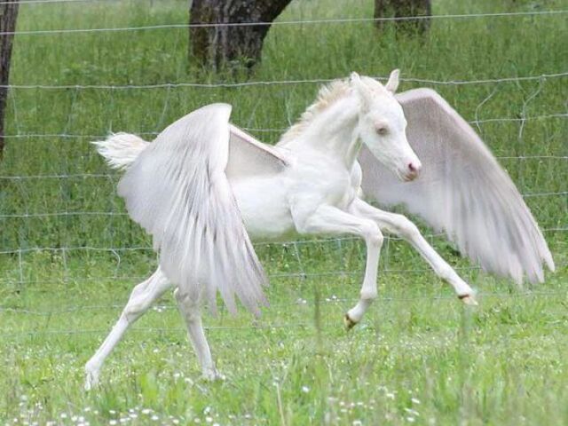 um cavalo/ unicornio