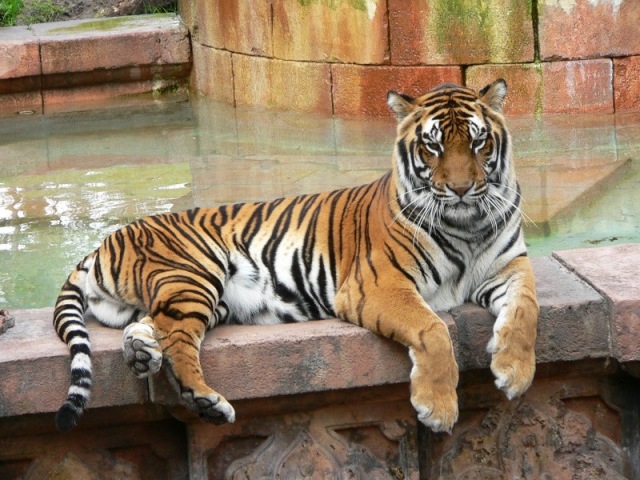 tigre