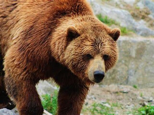 urso pardo