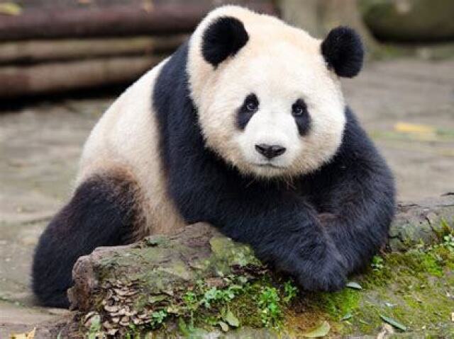 panda gigante