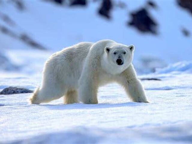 urso polar