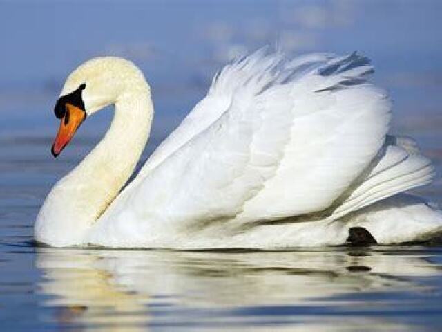 cisne