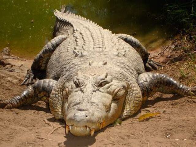 crocodilo de agua salgada