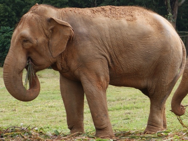 elefante indiano