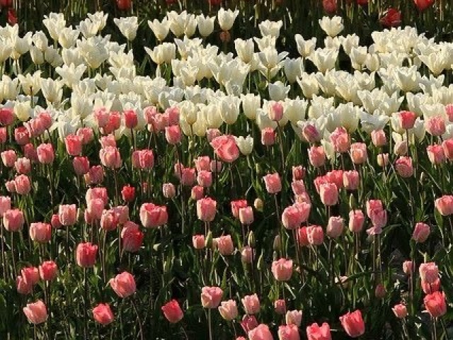 Tulipa