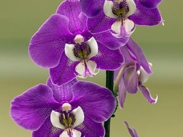 Orquídea