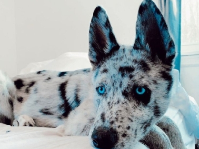 Blue merle